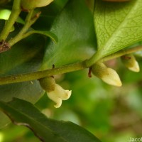 Diospyros ferrea (Willd.) Bakh.